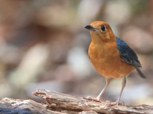 Orange-headed Thrush, 橙头地鸫, Geokichla citrina-gallery-