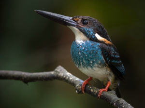 Blue-banded Kingfisher, 蓝带翠鸟, Alcedo euryzona-gallery-