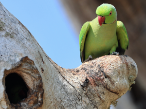 Rose-ringed Parakeet, 红领绿鹦鹉, Psittacula krameri-gallery-