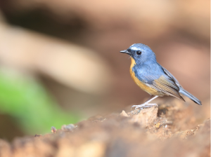 Snowy-browed Flycatcher, 棕胸蓝姬鹟, Ficedula hyperythra-gallery-