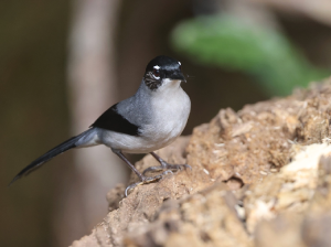 Black-headed Sibia, 黑头奇鹛, Heterophasia desgodinsi-gallery-