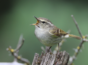 Hume’s Leaf Warbler, 淡眉柳莺, Phylloscopus humei-gallery-