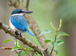 Collared Kingfisher, 白领翡翠, Todiramphus chloris-gallery-