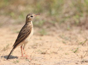 Paddyfield Pipit, 田鹨, Anthus rufulus-gallery-