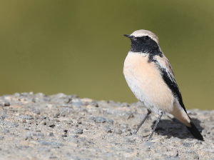 Desert Wheatear, 漠, Oenanthe deserti-gallery-