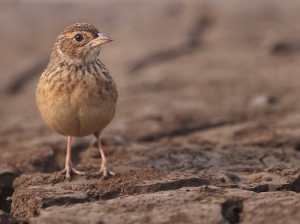 Horsfield’s Bush Lark, 歌百灵, Mirafra javanica-gallery-