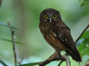 Ochre-bellied Boobook, 赭腹鹰鸮, Ninox ochracea-gallery-