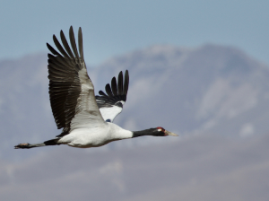 Black-necked Crane, 黑颈鹤, Grus nigricollis-gallery-