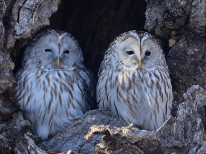 Ural Owl, 长尾林鸮, Strix uralensis-gallery-