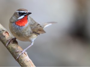 Siberian Rubythroat, 红喉歌鸲, Calliope calliope-gallery-