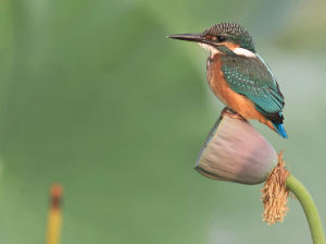 Common Kingfisher, 普通翠鸟, Alcedo atthis-gallery-