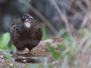 Himalayan Monal, 棕尾虹雉, Lophophorus impejanus-gallery-