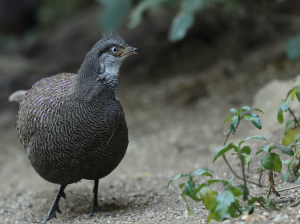 Grey Peacock- Pheasant, 灰孔雀雉, Polyplectron bicalcaratum-gallery-