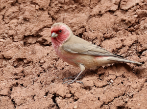 Pale Rosefinch, 沙色朱雀, Carpodacus stoliczkae-gallery-