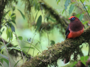 Ward's Trogon, 红腹咬鹃, Harpactes wardi-gallery-