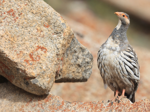 Tibetan Snowcock, 藏雪鸡, Tetraogallus tibetanus-gallery-