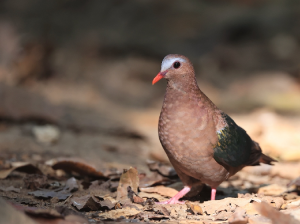 Common Emerald Dove, 绿翅金鸠, Chalcophaps indica-gallery-