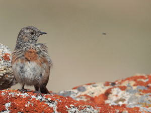 Robin Accentor, 鸲岩鹨, Prunella rubeculoides-gallery-