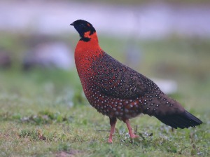 Satyr Tragopan, 红胸角雉, Tragopan satyra-gallery-