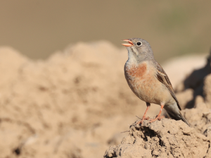 Grey-necked Bunting, 灰颈鹀, Emberiza buchanani-gallery-