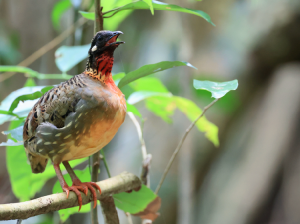 Hainan Partridge, 海南山鹧鸪, Arborophila ardens-gallery-