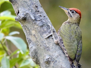 Streak-breasted Woodpecker, 斑胸绿啄木鸟, Picus viridanus-gallery-