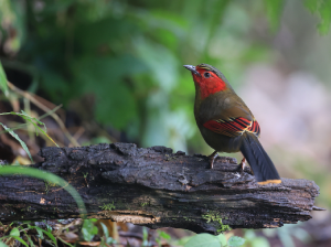 Scarlet-facecd Liocichla, 红翅薮鹛, Liocichla ripponi-gallery-