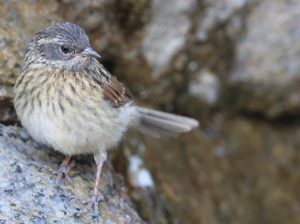 Robin Accentor, 鸲岩鹨, Prunella rubeculoides-gallery-