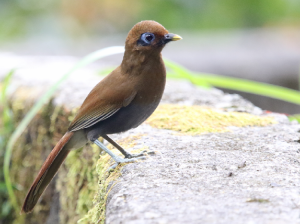 Rusty Laughingthrush, 棕噪鹛, Pterorhinus poecilorhynchus-gallery-