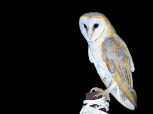 Eastern Barn Owl, 仓鸮, Tyto javanica-gallery-