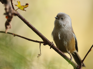 Grey-hooded Fulvetta, 灰头雀鹛, Fulvetta cinereiceps-gallery-