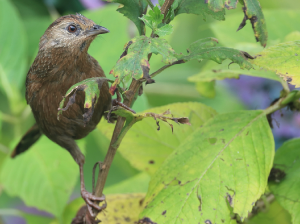 Bhutan Laughingthrush, 丽星噪鹛, Trochalopteron imbricatum-gallery-