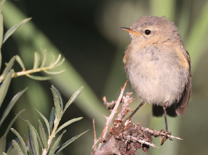 Mountain Chiffchaff, 东方叽喳柳莺, Phylloscopus sindianus-gallery-