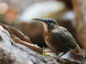 Short-tailed Scimitar Babbler, 短尾鹛, Napothera danjoui-gallery-