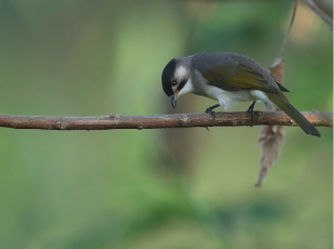 Styan’s Bulbul, 台湾鹎, Pycnonotus taivanus-gallery-