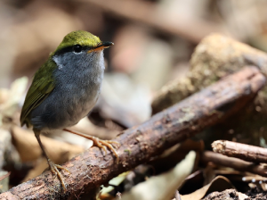 Grey-bellied Tesia, 灰腹地莺, Tesia cyaniventer-gallery-