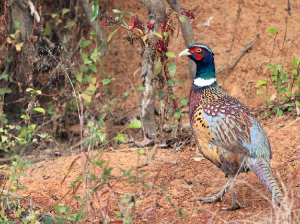 Common Pheasant, 雉鸡, Phasianus colchicus-gallery-