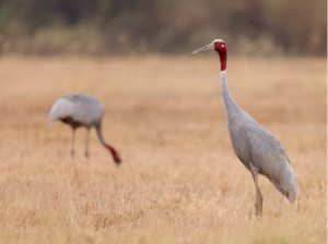 Sarus Crane, 赤颈鹤, Antigone antigone-gallery-