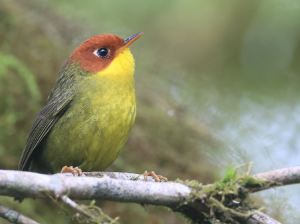 Chestnut-headed Tesia, 栗头地莺, Cettia castaneocoronata-gallery-