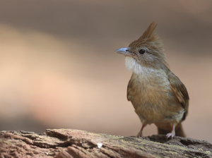 Ochraceous Bulbul, 白喉褐冠鹎, Alophoixus ochraceus-gallery-