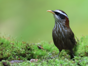 Streak-breasted Scimitar Babbler, 棕颈钩嘴鹛, Pomatorhinus ruficollis-gallery-