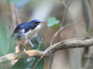 Siberian Blue Robin, 蓝歌鸲, Larvivora cyane-gallery-