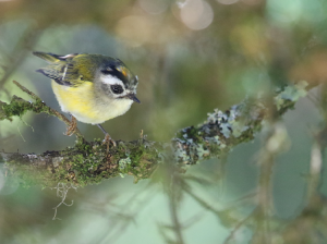 Flamecrest, 台湾戴菊, Regulus goodfellowi-gallery-