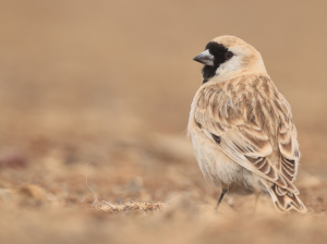 Pere David’s Snowfinch, 黑喉雪雀, Pyrgilauda davidiana-gallery-