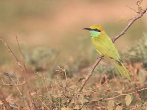 Asian Green Bee-eater, 绿喉蜂虎, Merops orientalis-gallery-