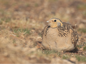 Pallas’s Sandgrouse, 毛腿沙鸡, Syrrhaptes paradoxus-gallery-