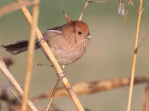 Vinous-throated Parrotbill, 棕头鸦雀, Sinosuthora webbiana-gallery-