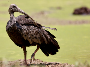 Giant Ibis, 巨鹮, Pseudibis gigantea-gallery-