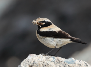 Desert Wheatear, 漠?, Oenanthe deserti-gallery-