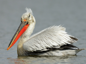 Dalmatian Pelican, 卷羽鹈鹕, Pelecanus crispus-gallery-